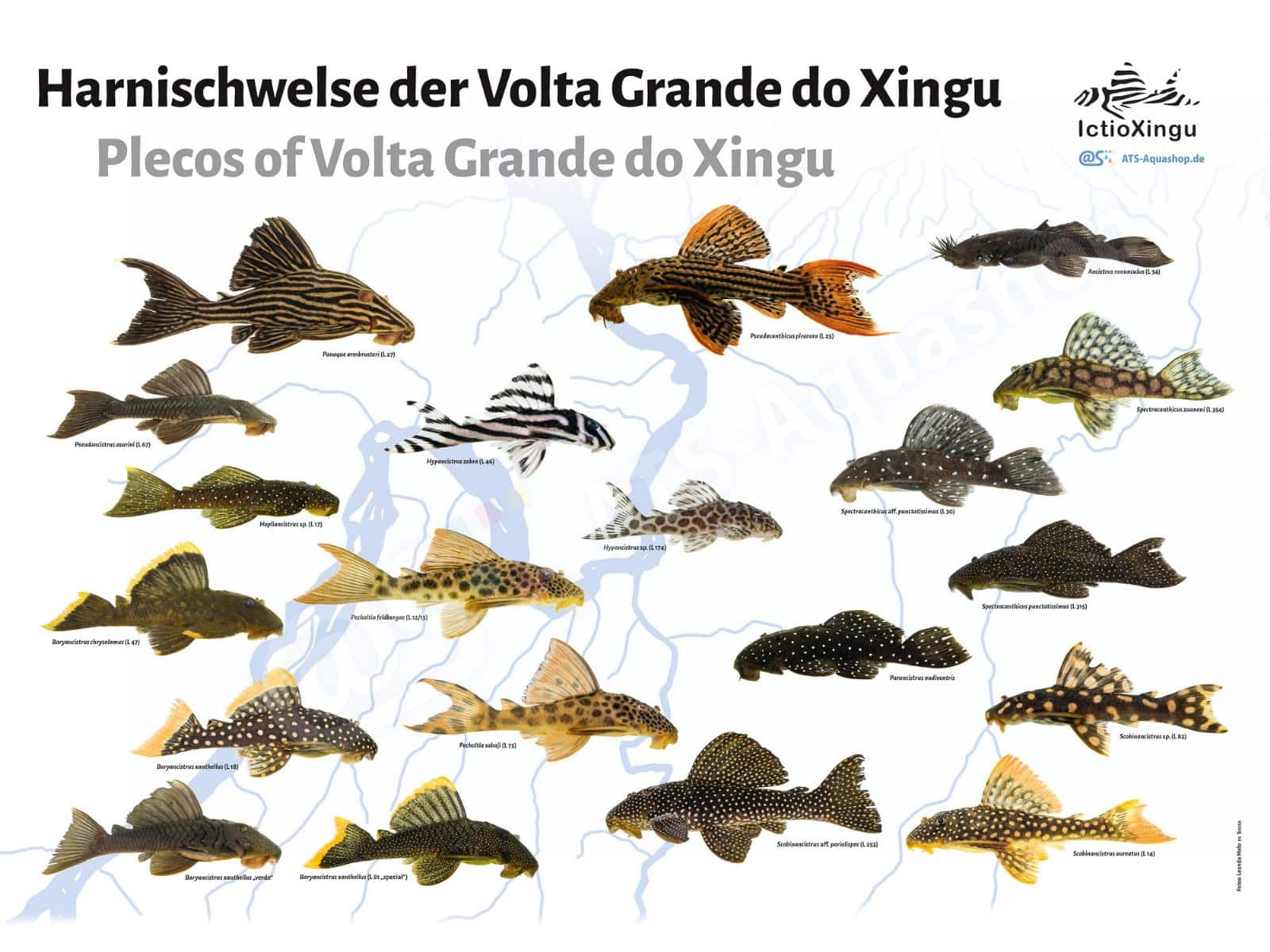Posters: Plecos of Volta Grande do Xingu (Leandro Sousa)