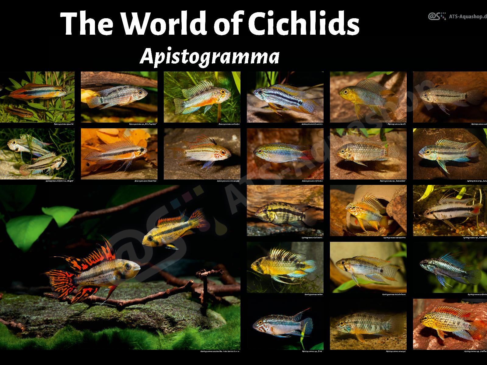 the world of cichlids apistogramma
