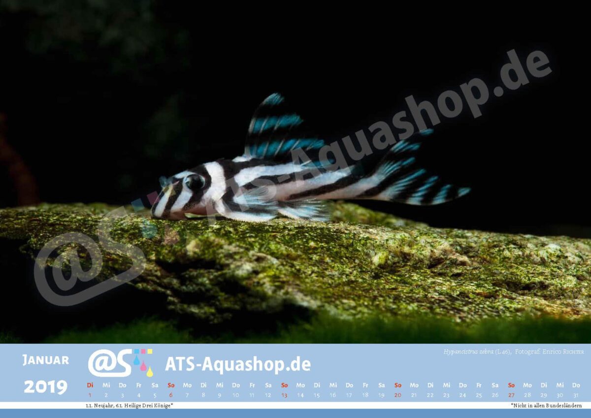 Foto Jahreskalender 2019 DIN A3: Hypancistrus zebra (L 46)