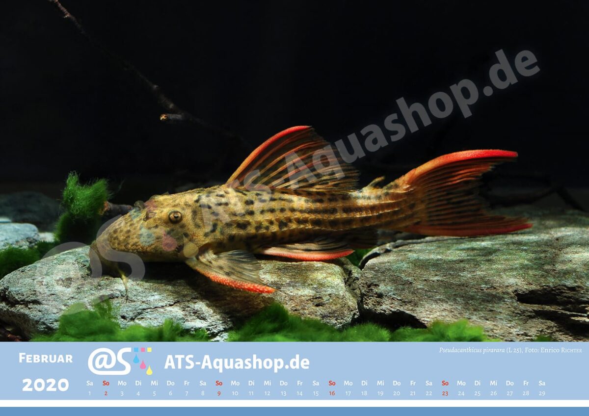 Foto Jahreskalender 2020 DIN A3: Pseudacanthicus pirarara (L 25)