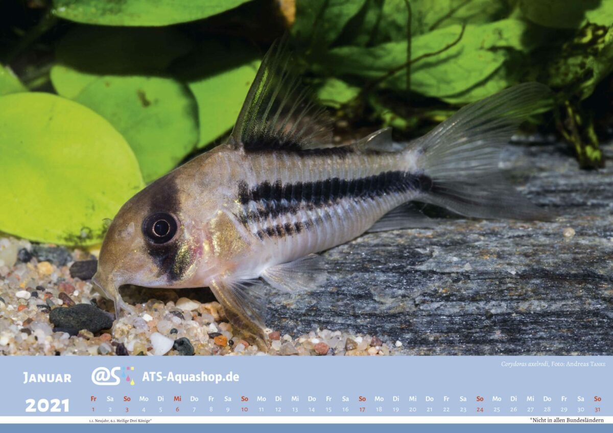 ATS-Aquashop Foto Jahreskalender 2021 DIN A3 (Januar): Corydoras axelrodi