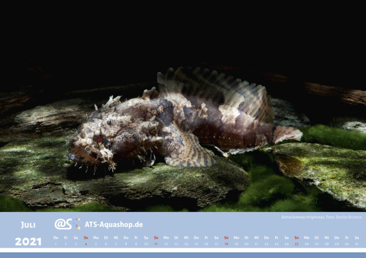 ATS-Aquashop Foto Jahreskalender 2021 DIN A3 (Juli): Batrachomeus trispinosus