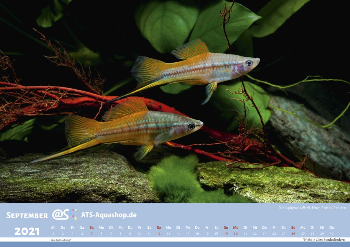 ATS-Aquashop Foto Jahreskalender 2021 DIN A3 (September): Xiphophorus hellerii