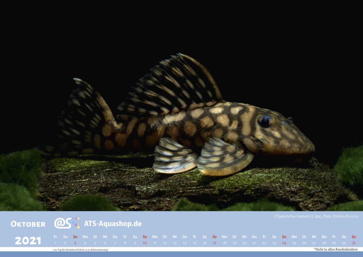 ATS-Aquashop Foto Jahreskalender 2021 DIN A3 (Oktober): Oligancistrus zuanoni (L 20) / Spectracanthicus zuanoni (L 20)