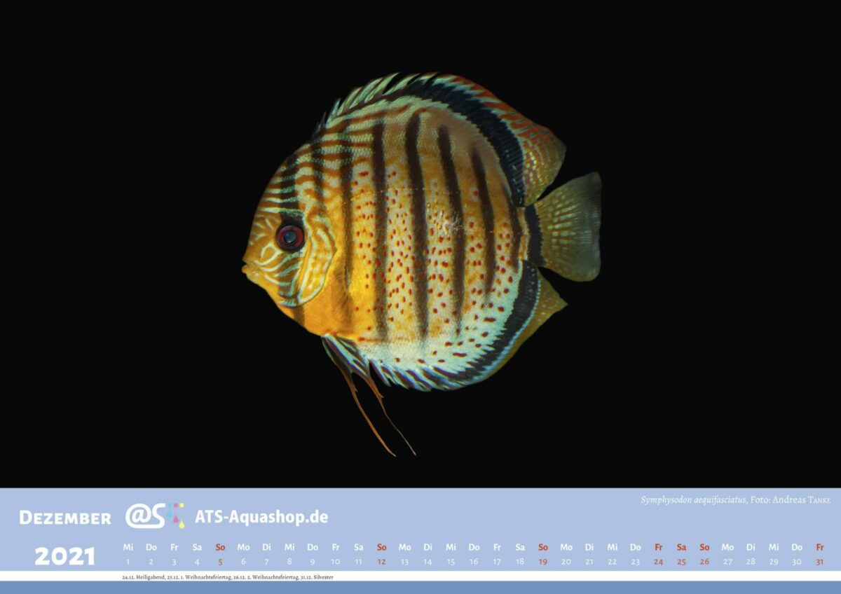 ATS-Aquashop Foto Jahreskalender 2021 DIN A3 (Dezember): Symphysodon aequifasciatus