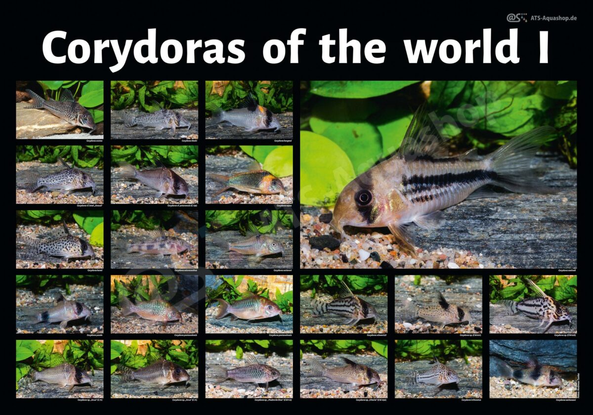 Posters: Corydoras of the world I