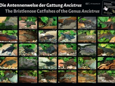 Poster: Die Antennenwelse der Gattung Ancistrus
