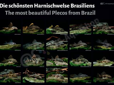 Poster: Die schönsten Harnischwelse Brasiliens