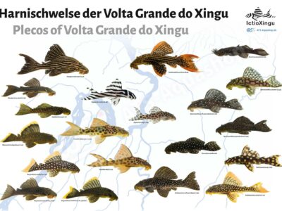 Poster: Harnischwelse der Volta Grande do Xingu