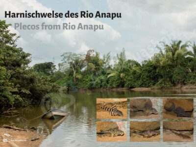 Poster: Harnischwelse des Rio Anapu