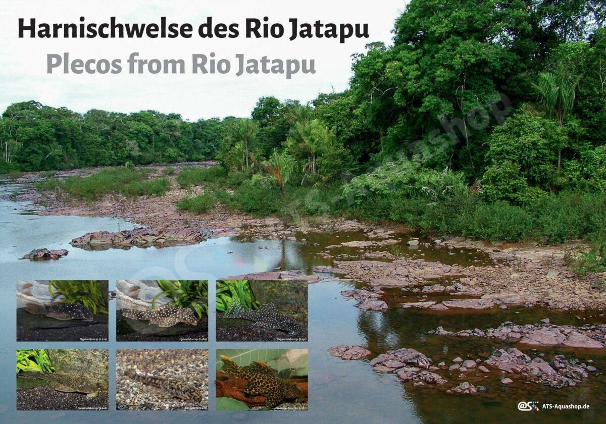 Posters: Harnischwelse des Rio Jatapu