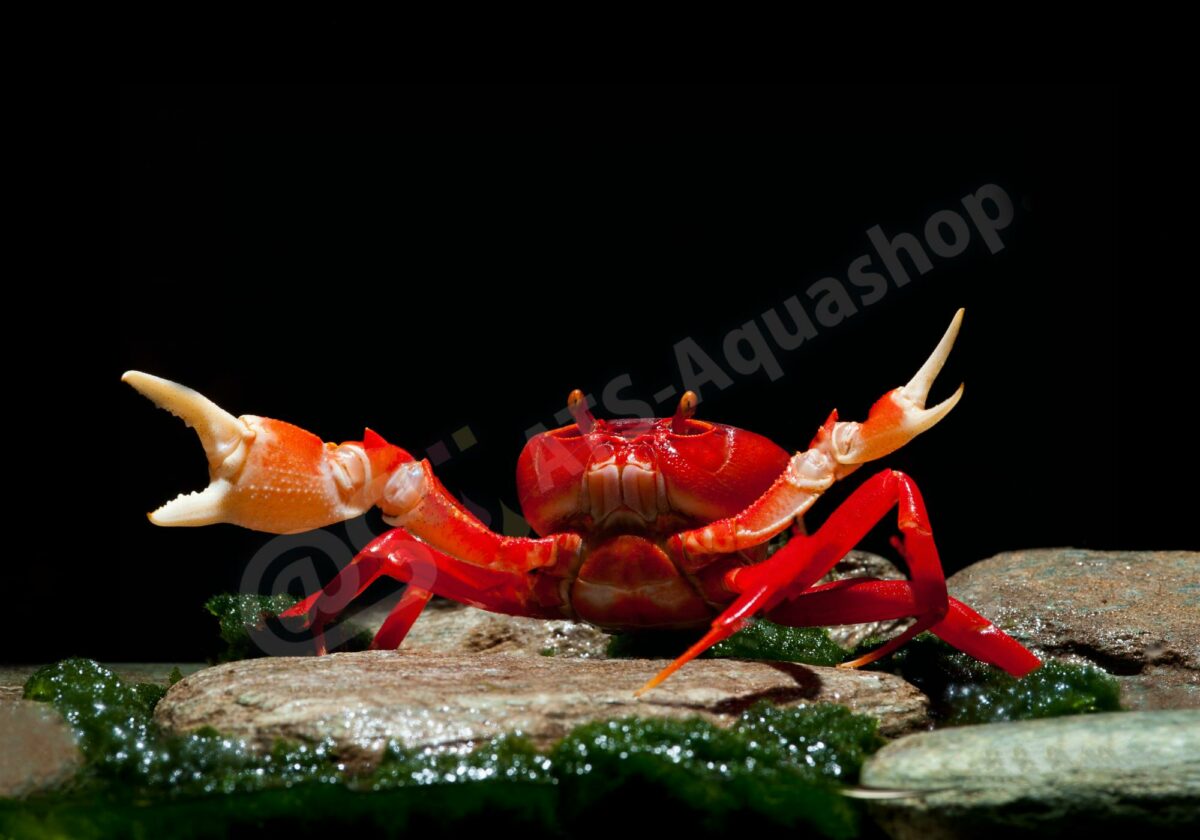 Kunstdrucke: Krabbe Rot Vietnam