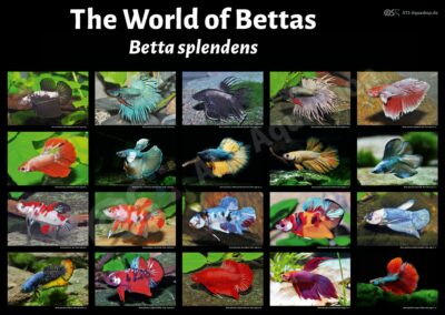 Poster: The World of Bettas – Betta splendens