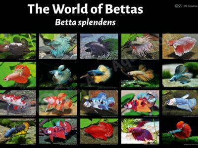 Poster: The World of Bettas - Betta splendens