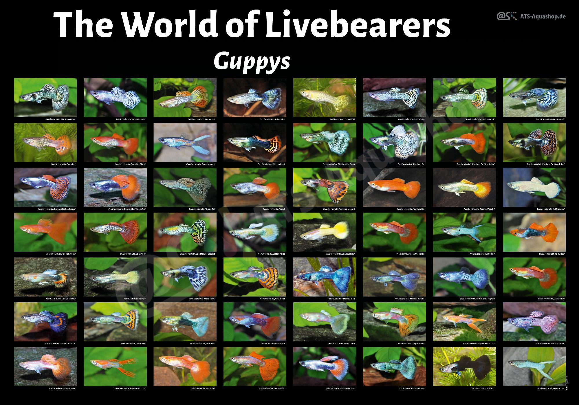 Posters: The World of Livebearers – Guppys