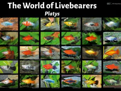 Poster: The World of Livebearers - Platys