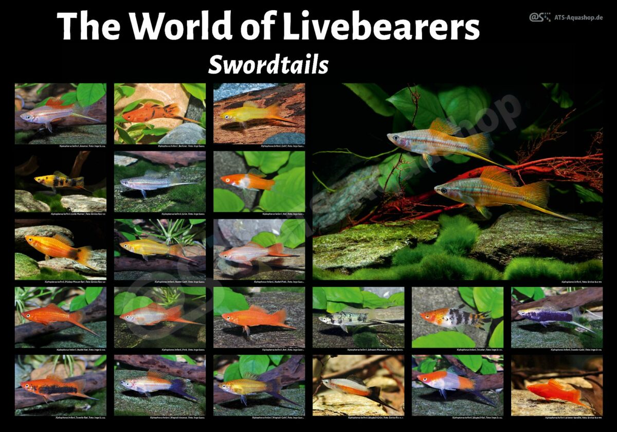 Poster: The World of Livebearers - Swordtails