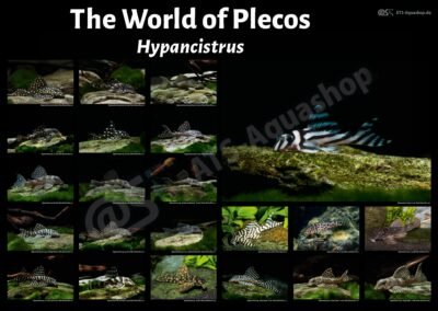 Poster: The World of Plecos – Hypancistrus