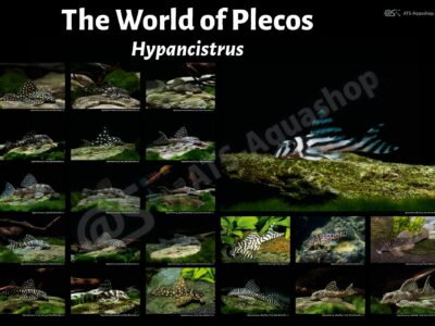 Posters: The World of Plecos – Hypancistrus