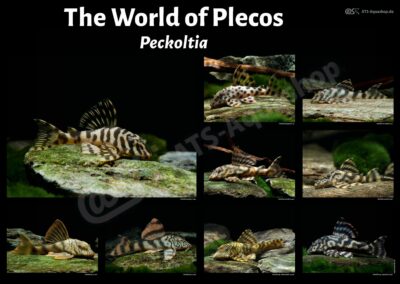 Poster: The World of Plecos – Peckoltia