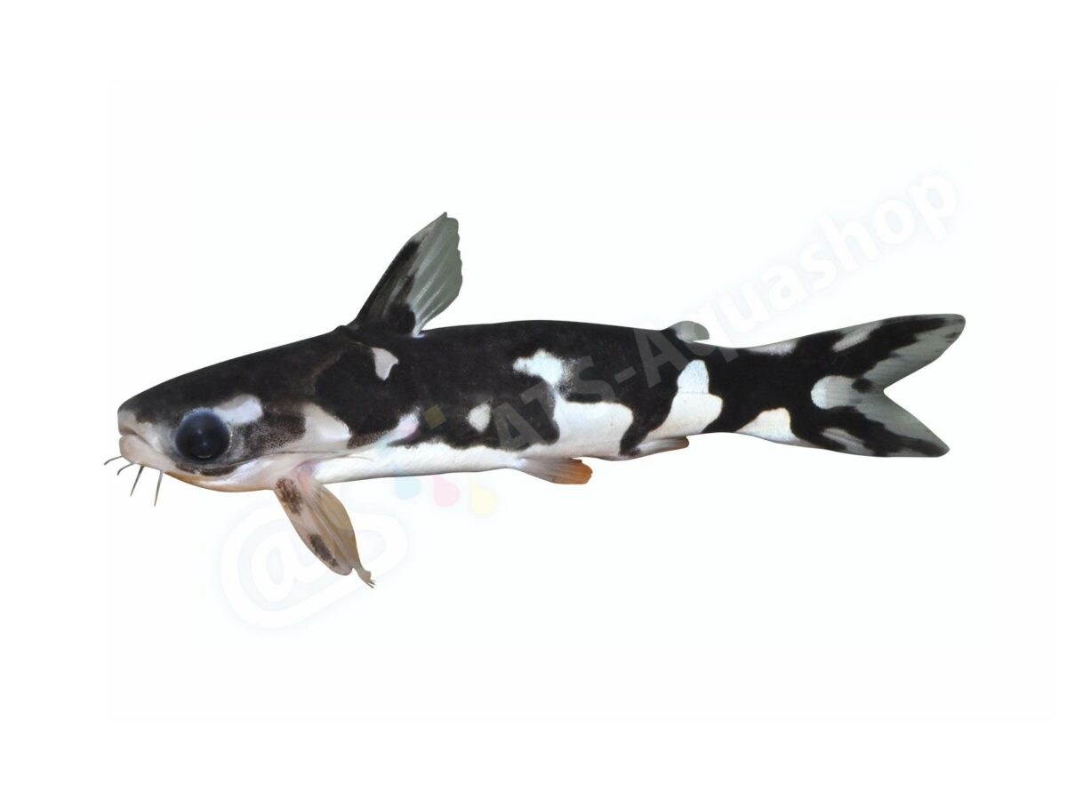Aufkleber: Centromochlus orca