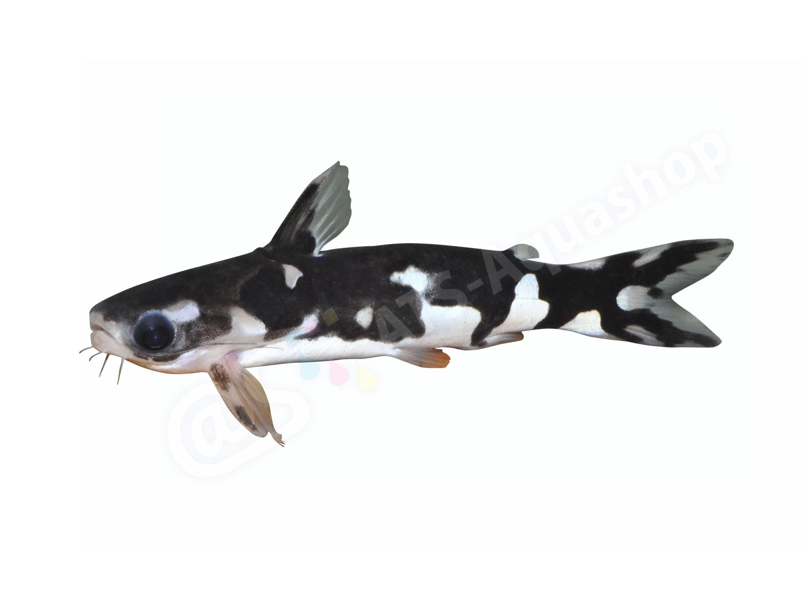 Sticker: Centromochlus orca