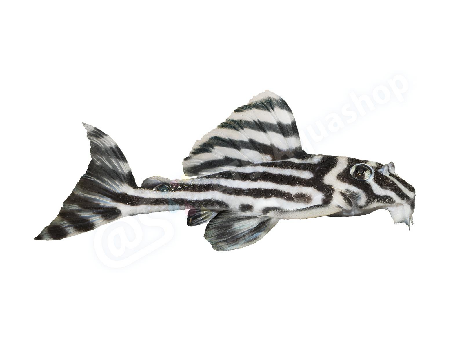 Sticker: Hypancistrus zebra (L 46)