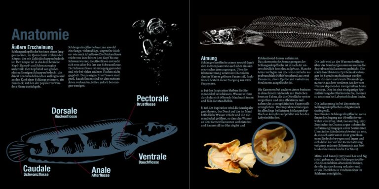 Snakehead fishes science, aquaristics and nature / Dominik Niemeier