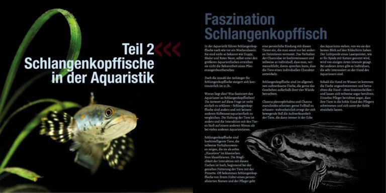 Schlangenkopffische Wissenschaft, Aquaristik und Natur / Dominik Niemeier